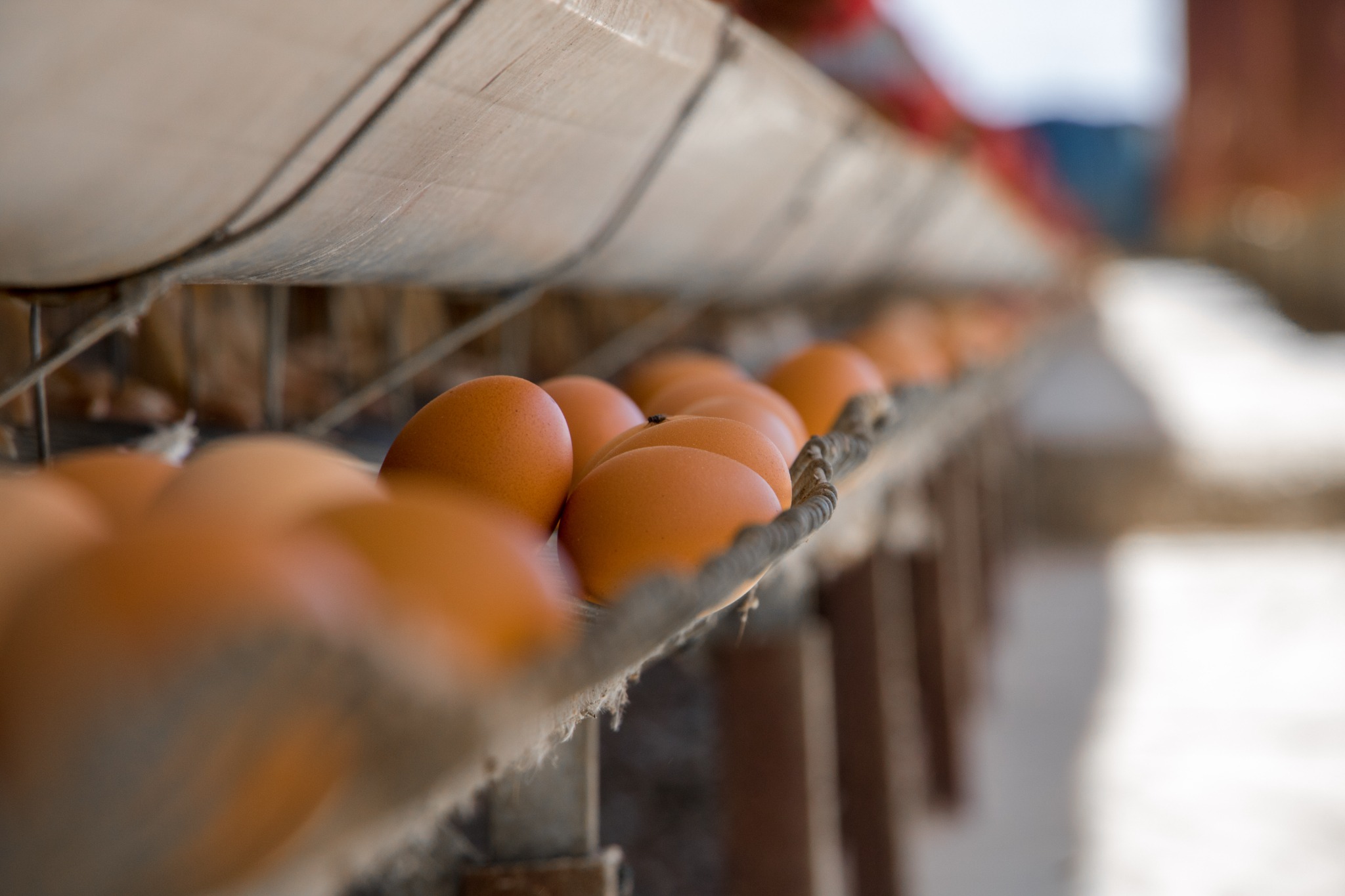 Egg collection