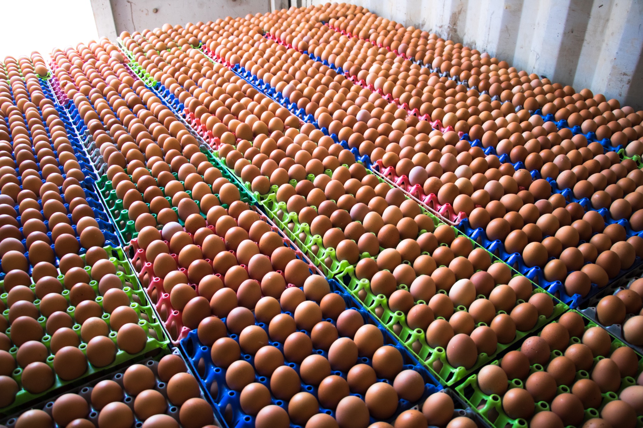 Fresh table eggs