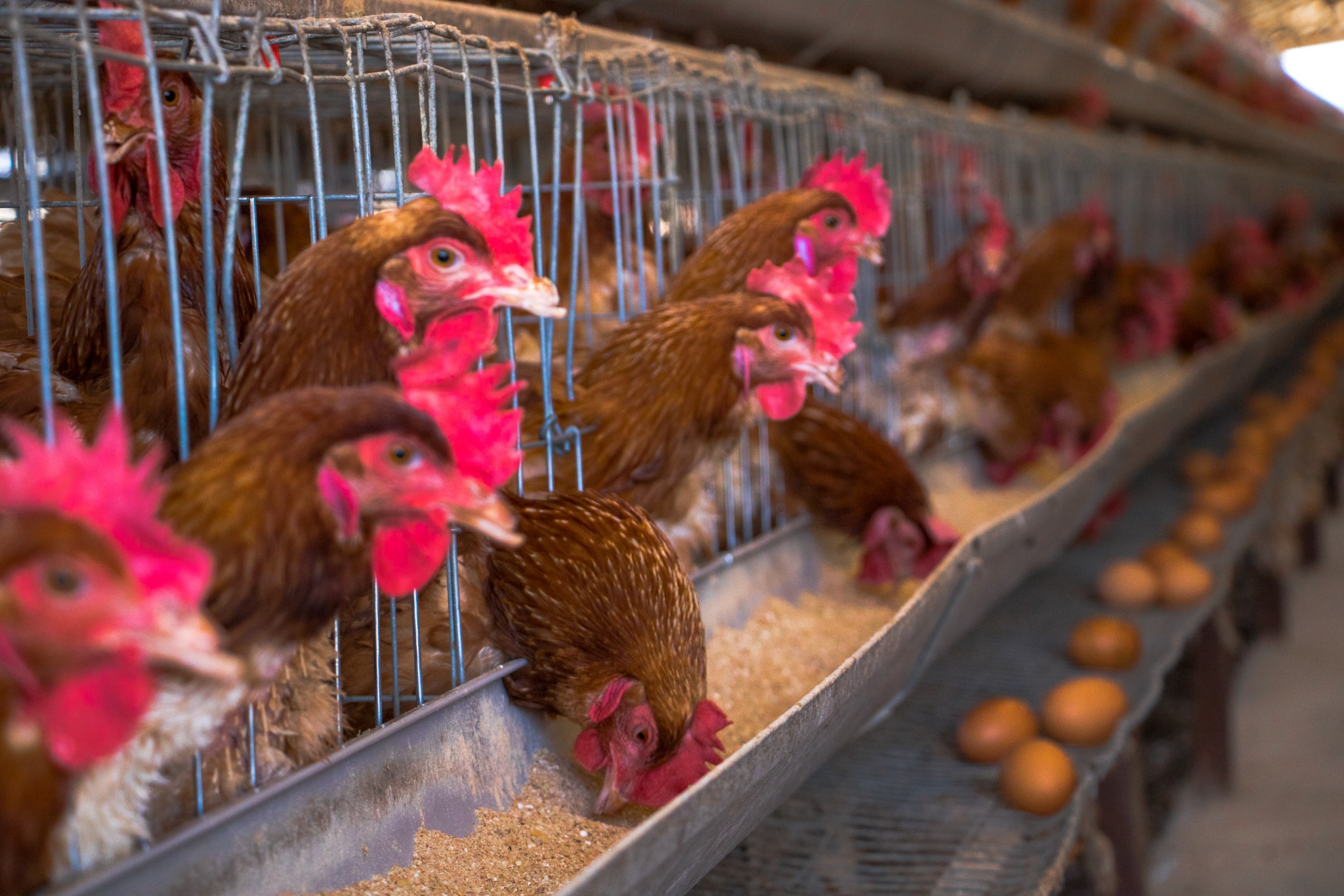 Jokun Chicken
