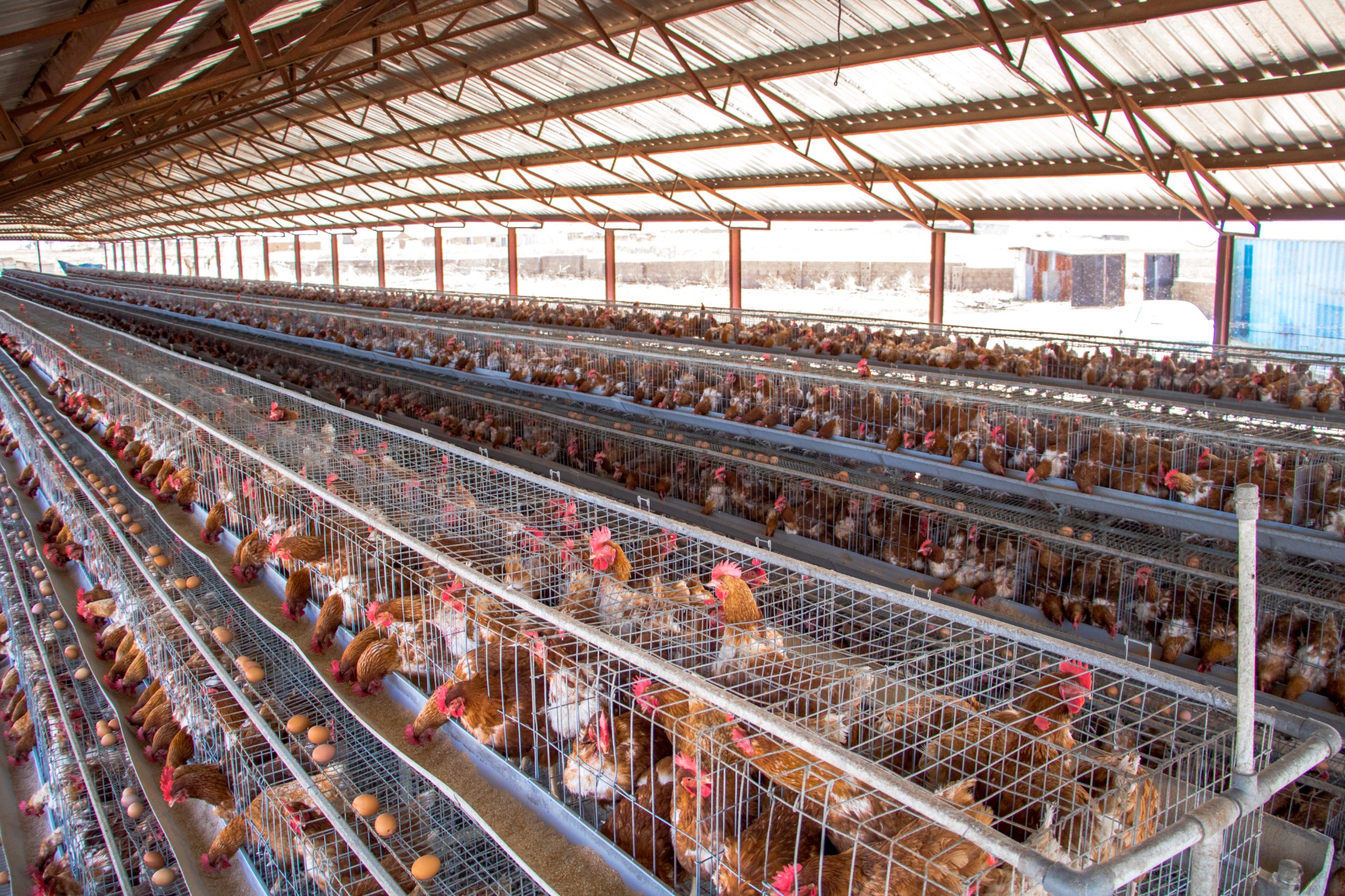 Jokun Farms layer production facility