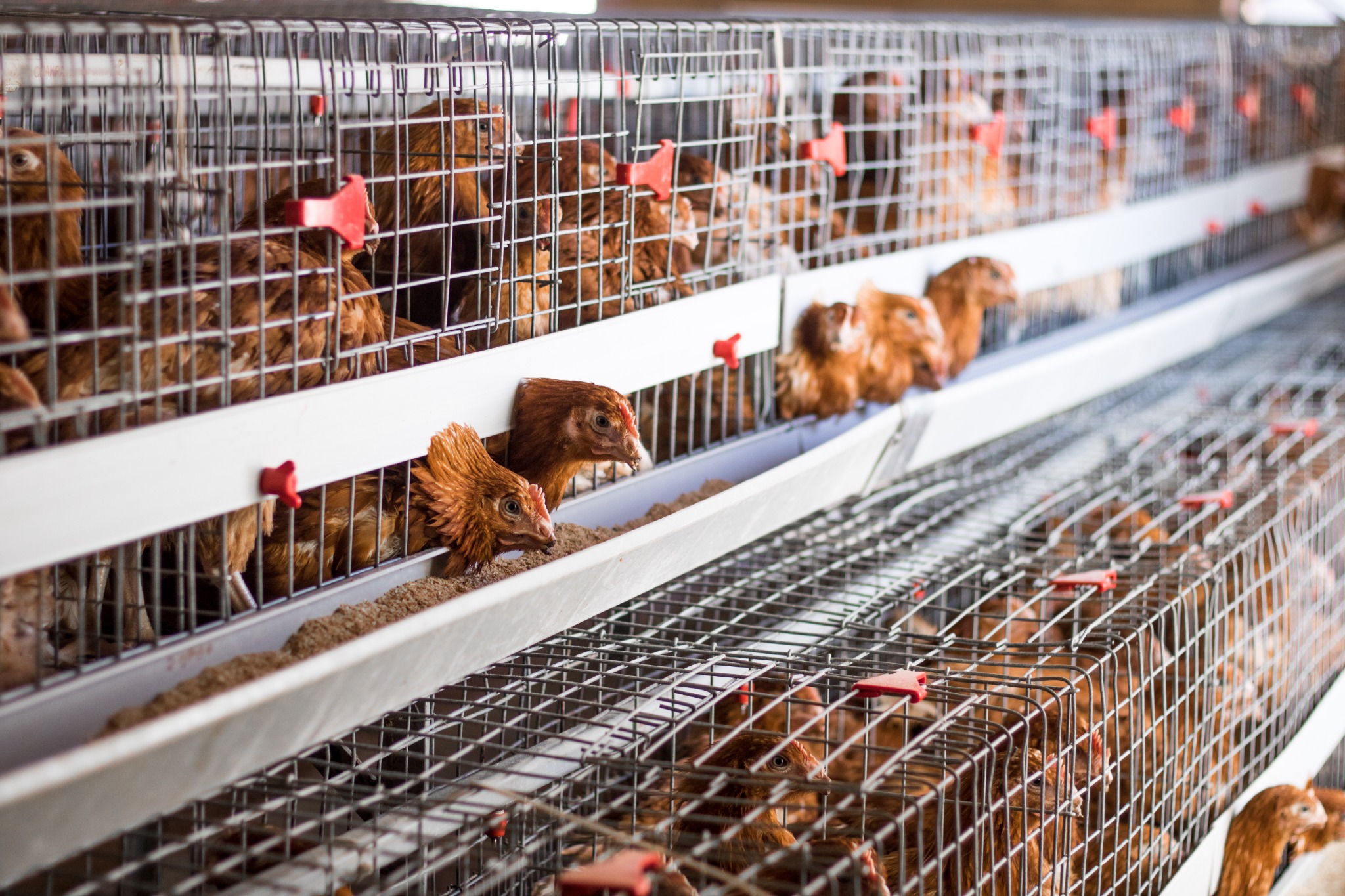Point-of-Lay Pullets