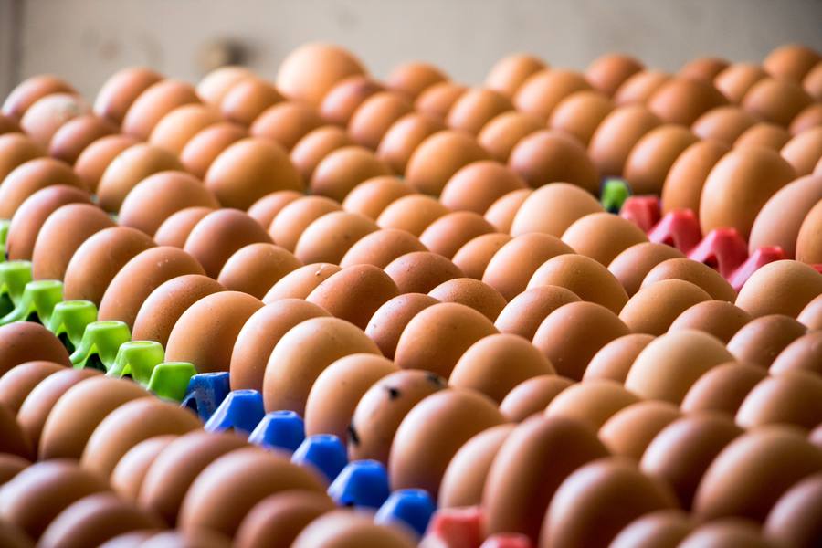 Fresh eggs