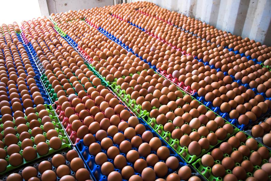 Egg production at scale