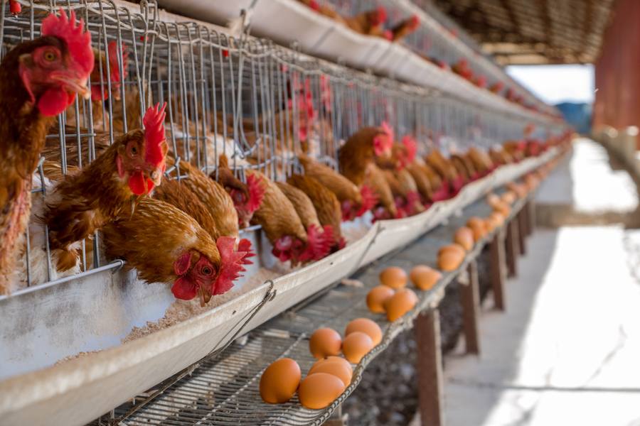 Layer hens
