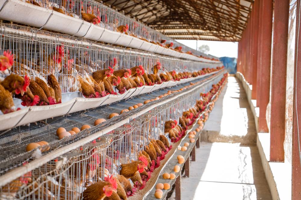 Jokun Farms operations