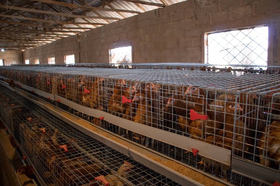 Point-of-Lay Pullets