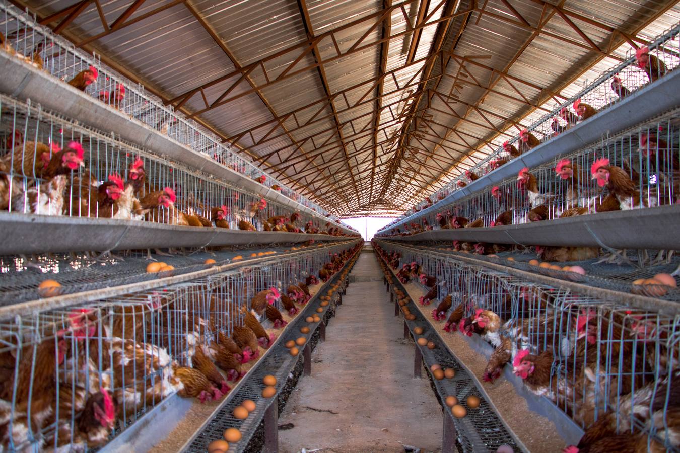 Jokun Farms poultry facility
