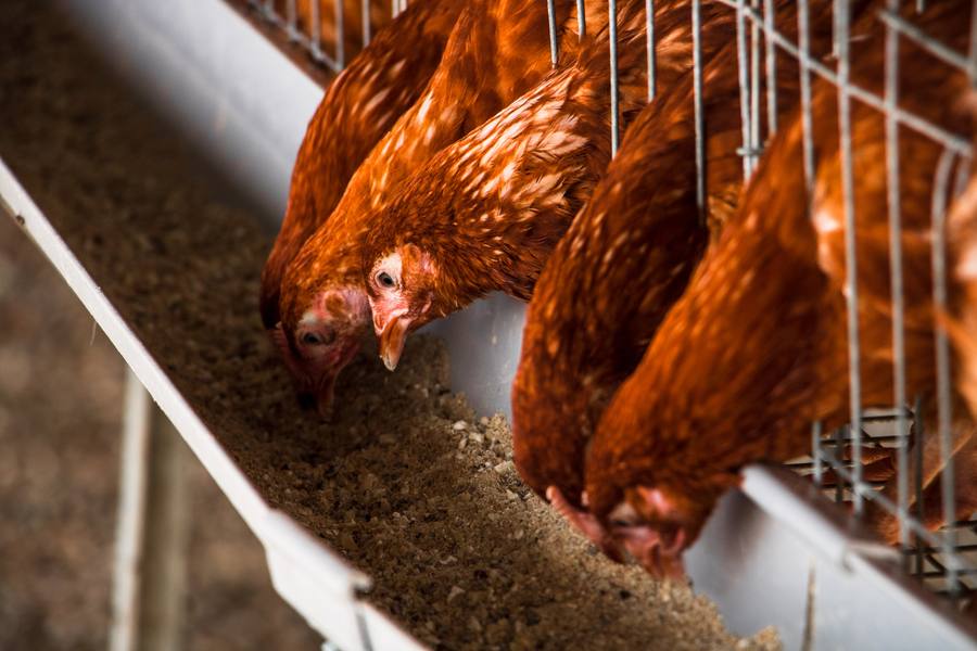 Hens feeding